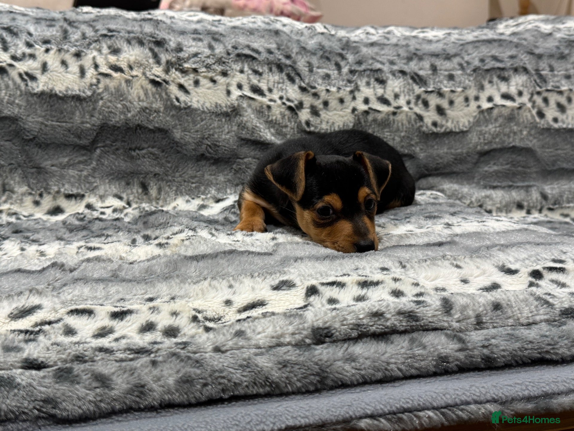Jack Russell dogs Miniature Jack Russell - Ready Now - Advert 1