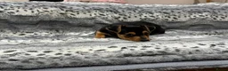 Jack Russell dogs for sale: Miniature Jack Russell - Ready Now - Advert 1