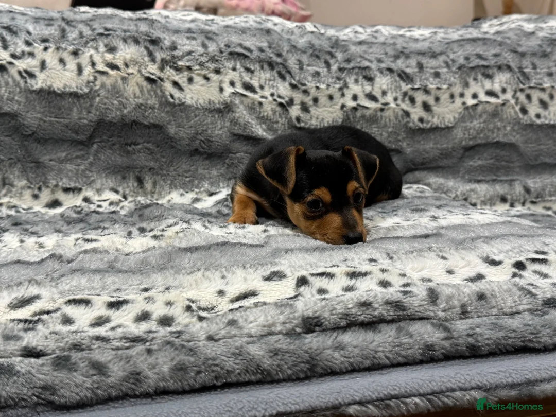 Jack Russell dogs for sale: Miniature Jack Russell - Ready Now - Advert 1
