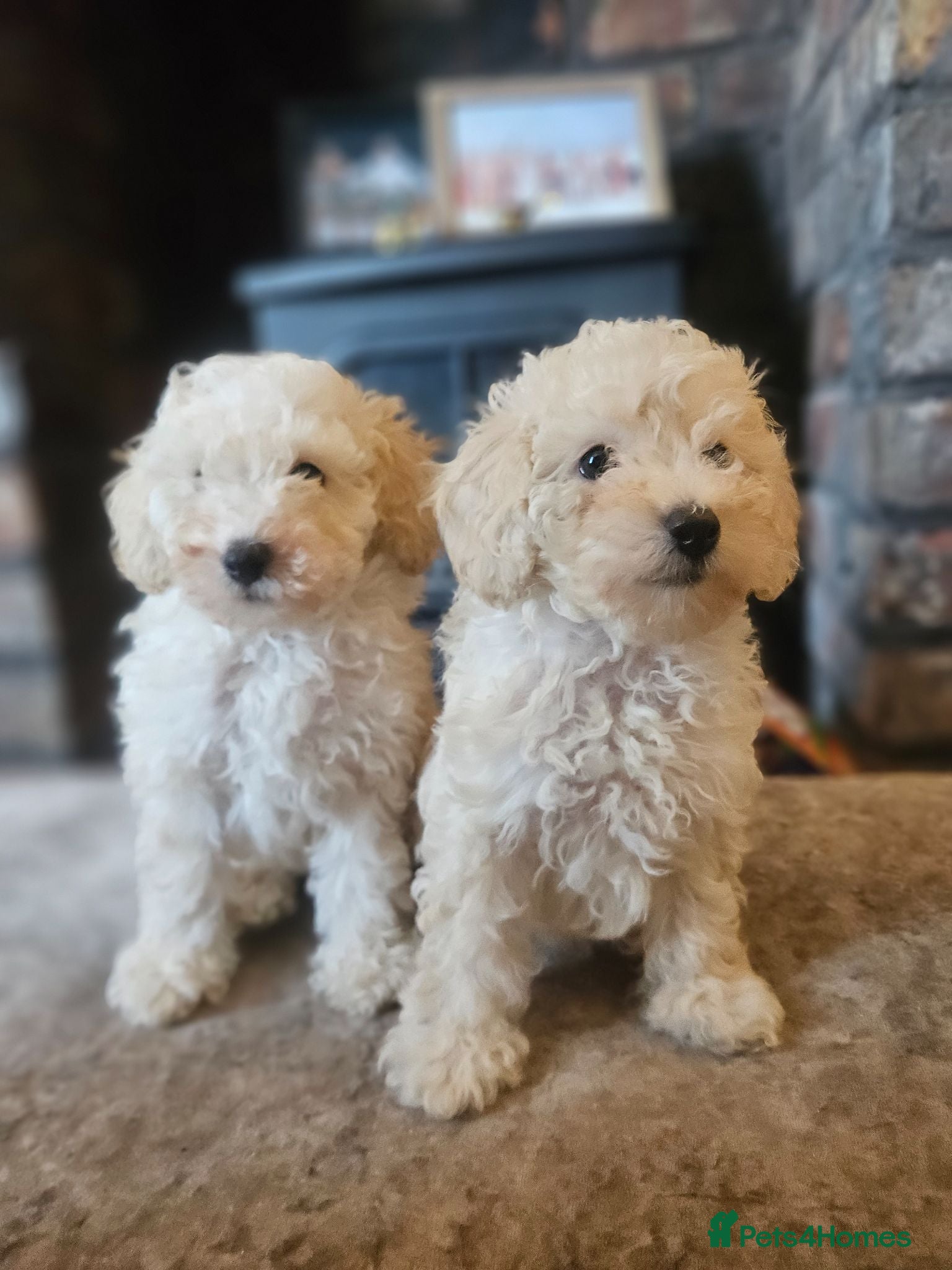 Toy Poodle dogs Toy poodle puppies 🩷💙  - Advert 1