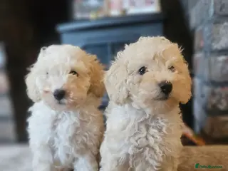 Toy Poodle dogs Toy poodle puppies 🩷💙 - Advert 6