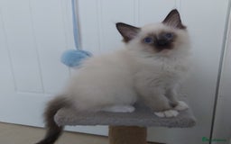 Ragdoll cats for sale: RAGDOLL SEAL POINT BLUE EYES READY NOW! - Image 15