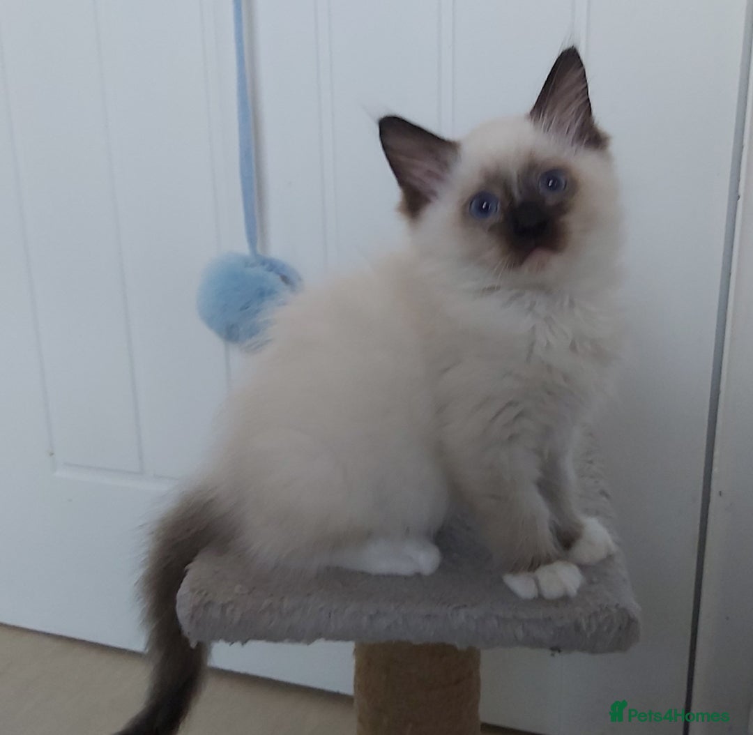 Ragdoll cats for sale: RAGDOLL SEAL POINT BLUE EYES READY NOW! - Image 15