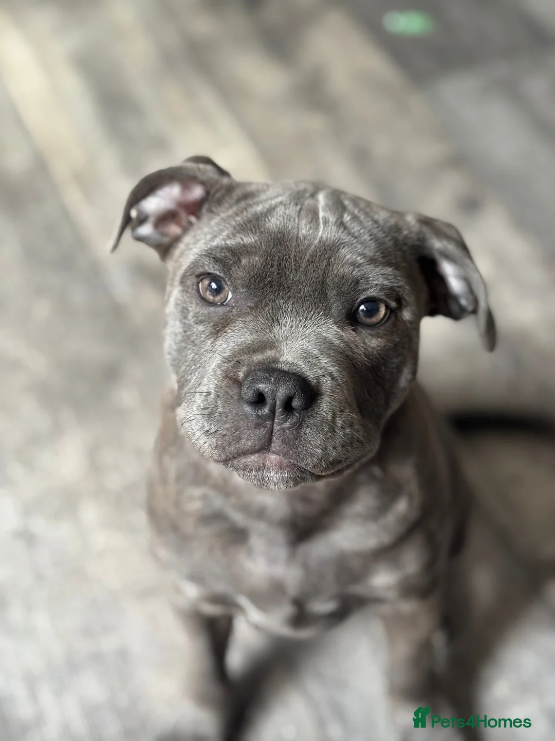 Staffordshire Bull Terrier dogs for sale: Lovely boy (see description) - Advert 3