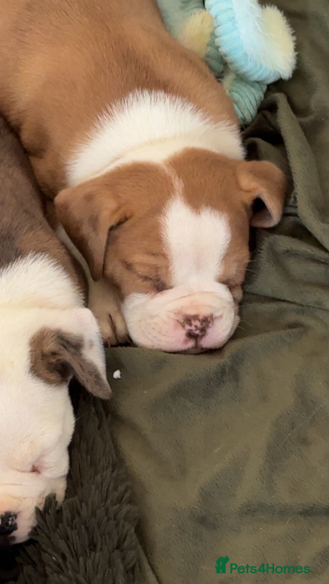 Alapaha Blue Blood Bulldog dogs for sale: Alapaha blue blood bulldog puppy’s  - Image 4