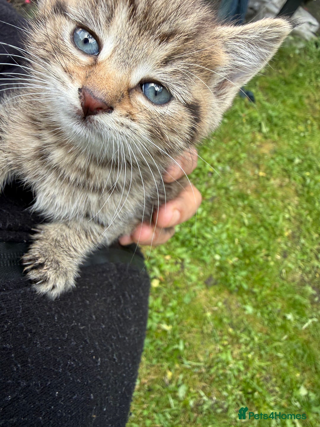 Domestic Shorthair cats for sale: 🐾 Kittens Looking for Homes 🐾 - Image 3