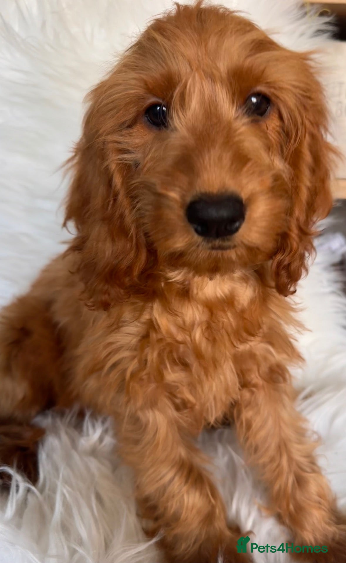 Cockapoo dogs 3 REMAINING FULLY VACCINATED/HEALTH CHECKED  - Advert 2