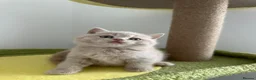 British Shorthair cats for sale: 🧸Top Quality Registered Teddy Bear BSH🧸 - Advert 21