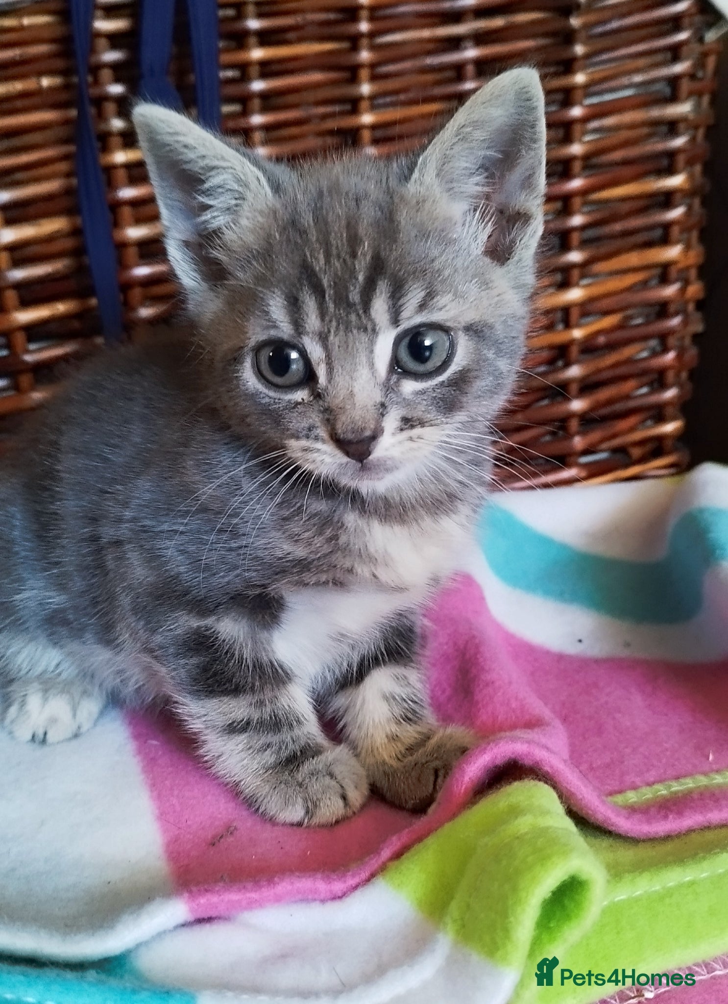 Mixed Breed cats 🩵🩵Sweet boy for sale 🩵🩵 - Advert 1