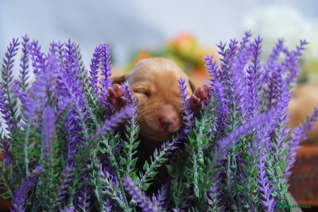 Labrador Retriever dogs for sale: Top Deep Red Quality Labrador KC Puppies - Image 9