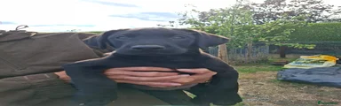 Labrador Retriever 3