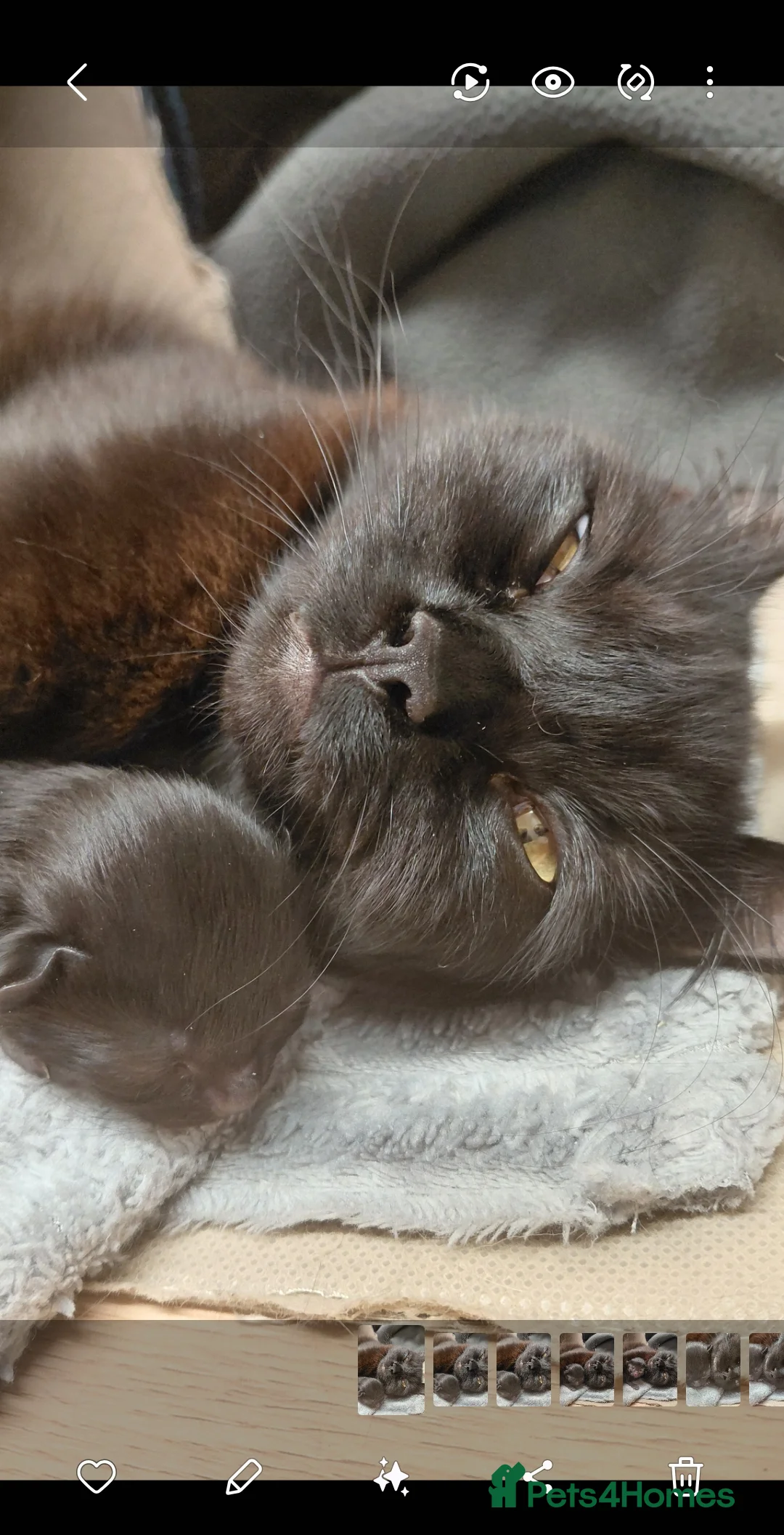 Domestic Shorthair cats for sale: Kittens ready to find homes - Advert 2