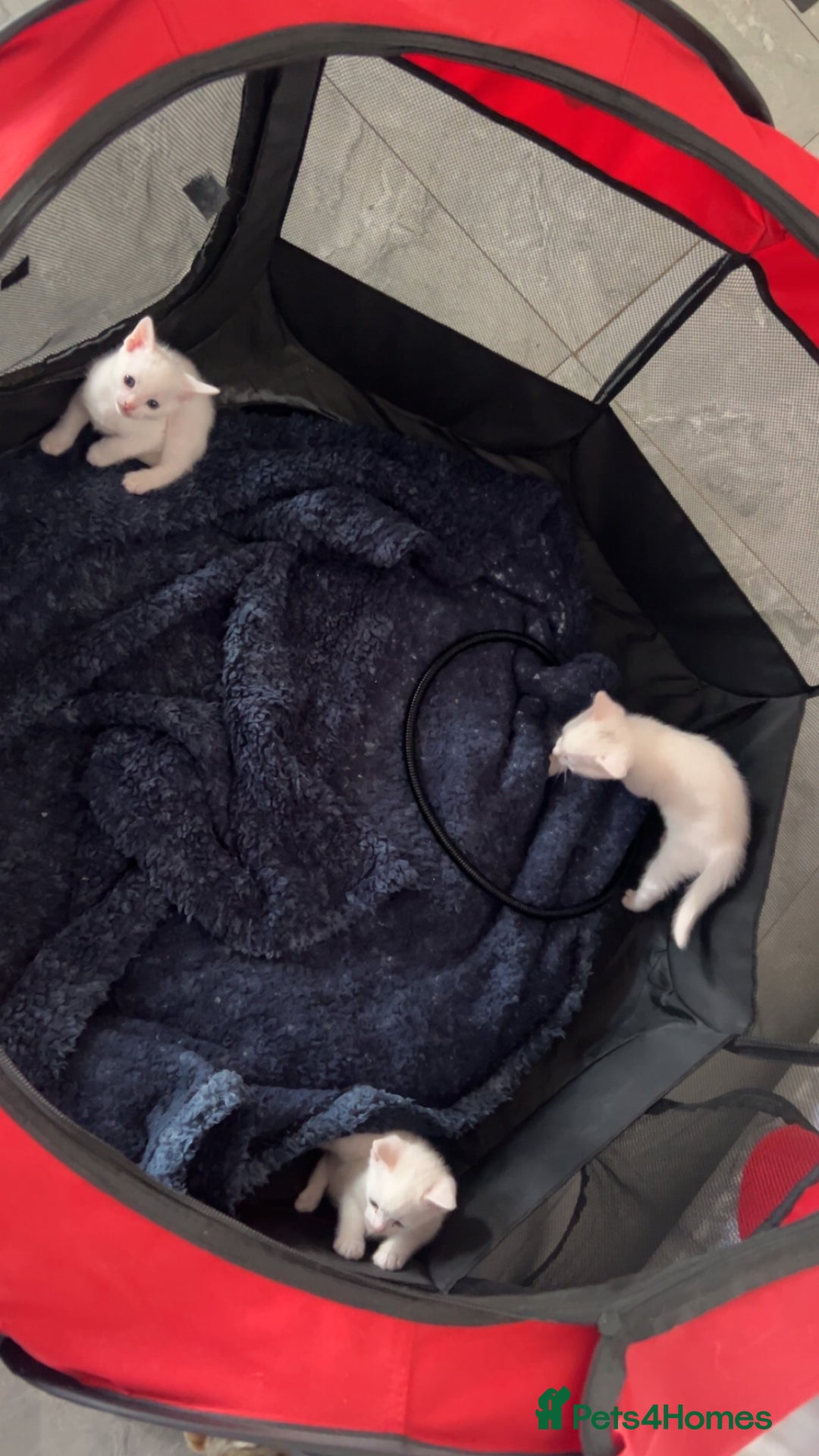 Domestic Shorthair cats for sale: KITTENS FOR SALE  - Image 2