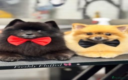 Pomeranian dogs for sale: 2 Pomeranian girls  - Image 4
