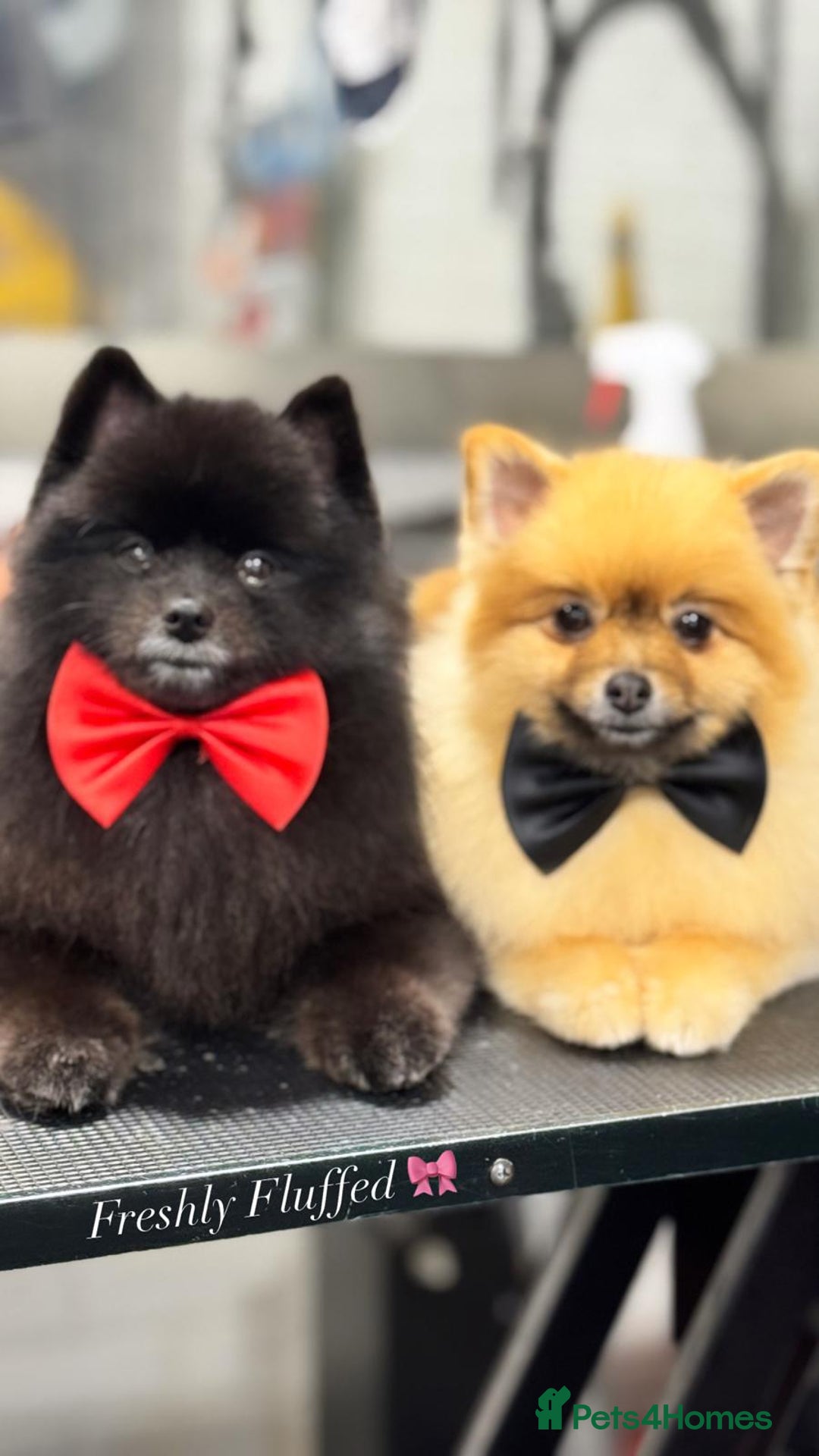 Pomeranian dogs for sale: 2 Pomeranian girls  - Image 4
