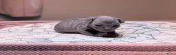Devon Rex cats for sale: Beautiful blue boy!!!!! - Advert 7