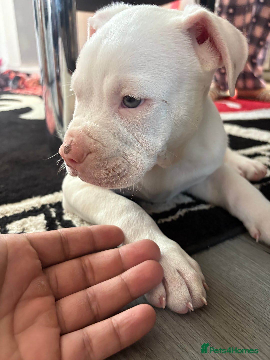 American Bulldog dogs for sale: American bulldog (johnson type) - Image 8