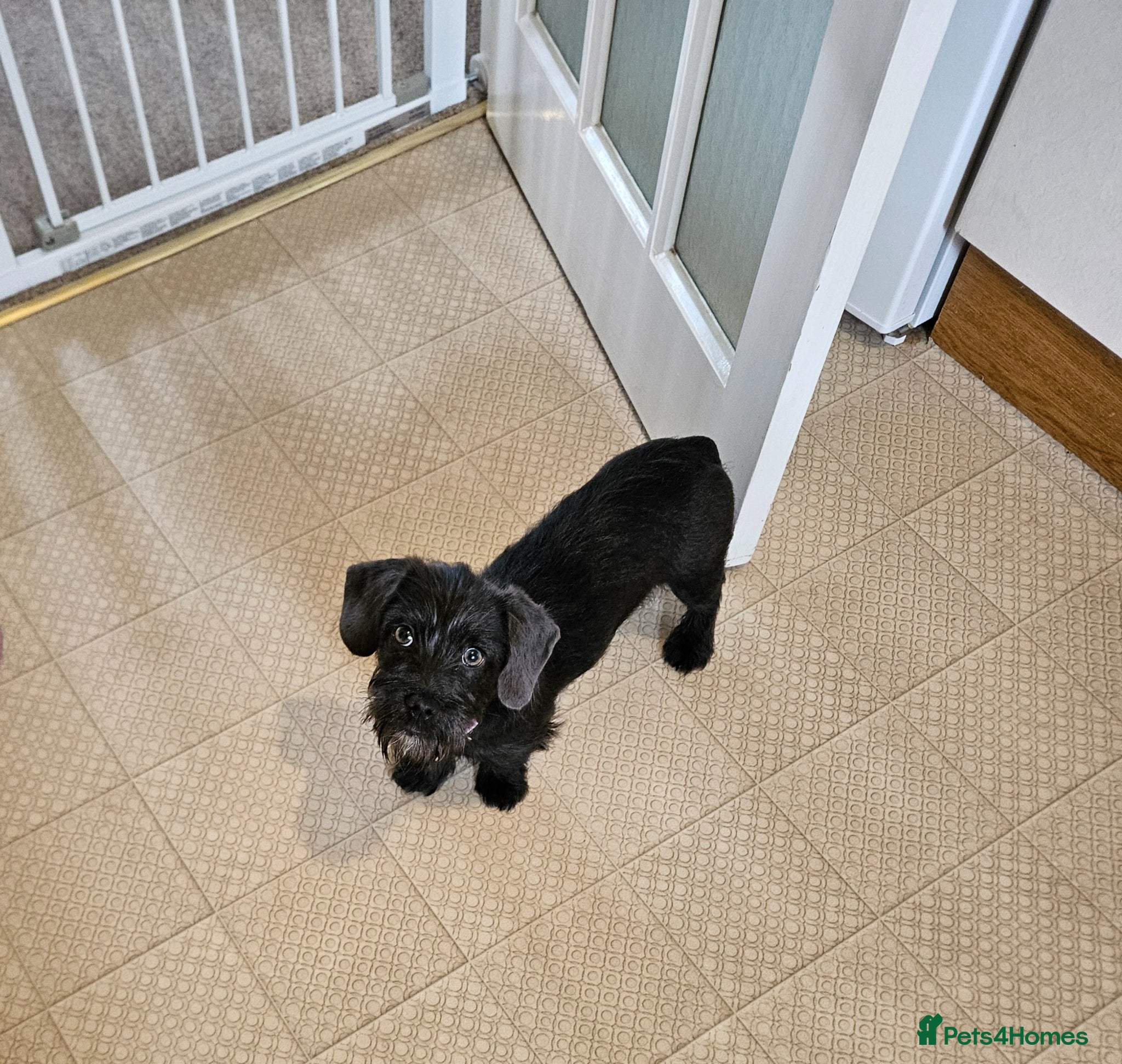 Mixed Breed dogs Schweenie - Advert 9