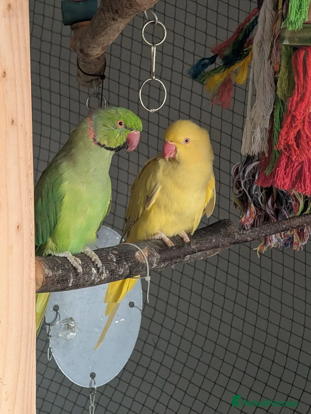 Ringnecks birds for sale: BONDED PAR OF RINGNECKS (NON TAME) for re-homing   in Forres - Advert 2