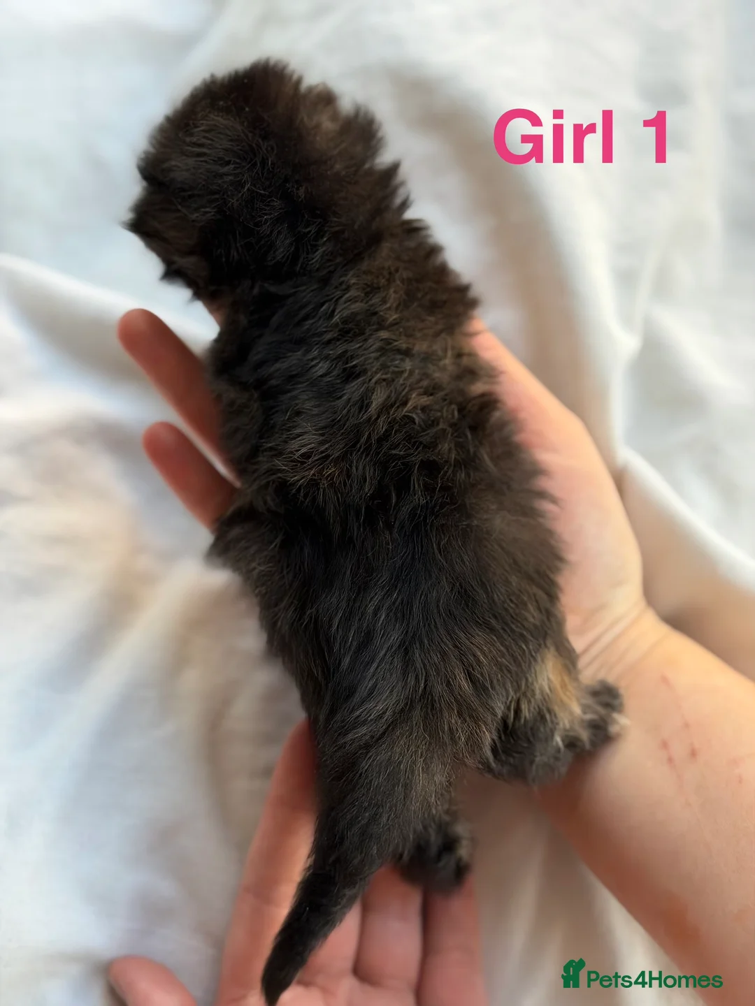 Persian cats for sale: 🦁persian kittens🐻‍❄️ - Advert 34