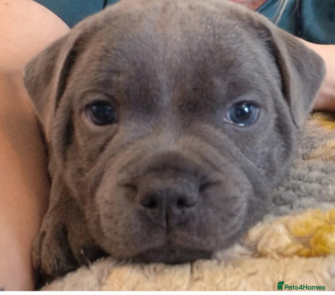 Staffordshire Bull Terrier dogs for sale: Blue Staffordshire Bull Terrier Puppies in Street - Image 20