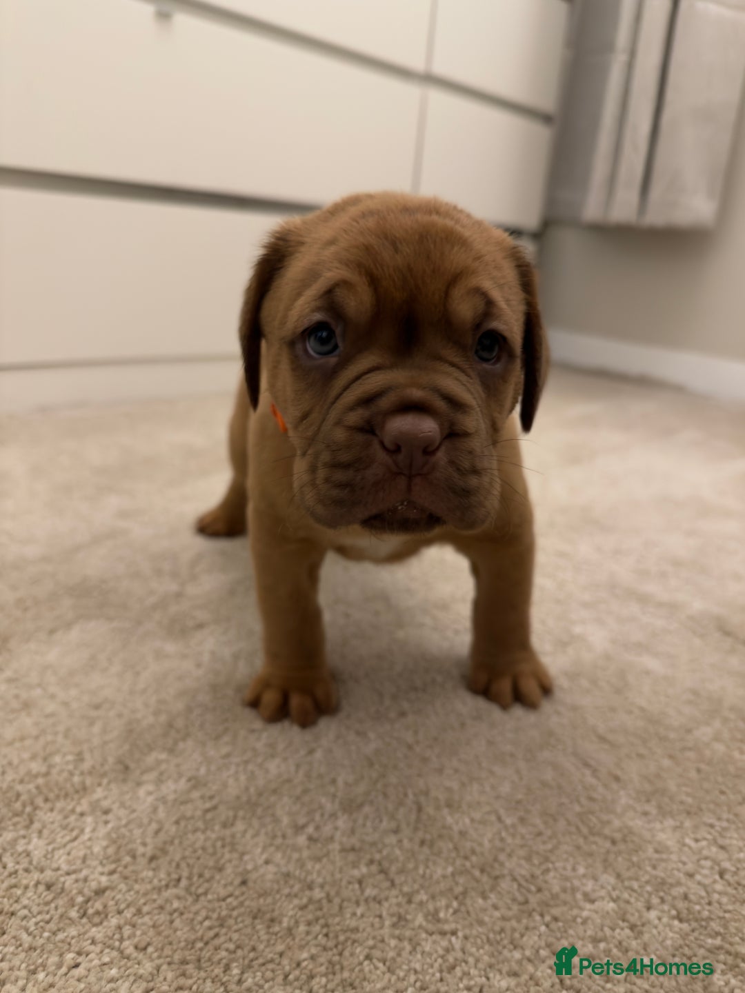 Dogue De Bordeaux dogs for sale: Beautiful Dogue De Bordeaux Puppies - Advert 3