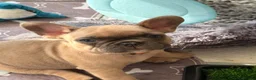 French Bulldog dogs for sale: 2Girls @ 2Boys French bulldogs  - Advert 6