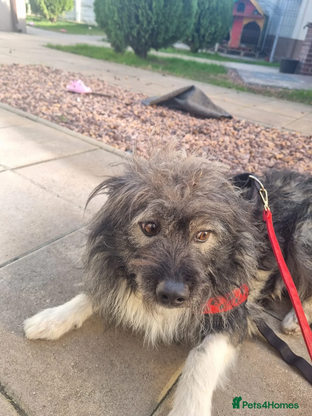 Mixed Breed dogs for sale: STORMY – s Superb young boy for a Loving Home - Advert 3