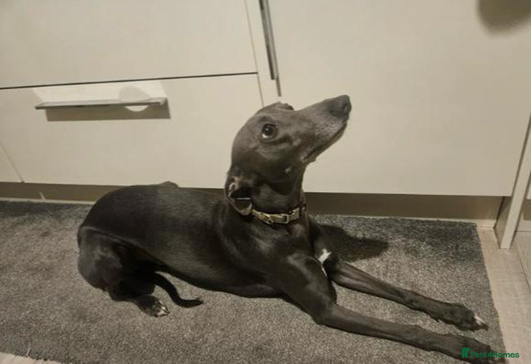 Whippet dogs for sale: Litter of 3 beautiful KC Whippets, Sheffield  - Advert 13