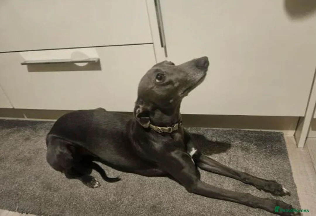 Whippet dogs for sale: Litter of 3 beautiful KC Whippets, Sheffield  - Advert 13