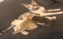 Mixed Breed cats for sale: 6 beautiful Mixed breed kittens  - Image 8