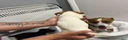 Jack Russell dogs for sale: 6 jack Russel puppies  - Advert 14