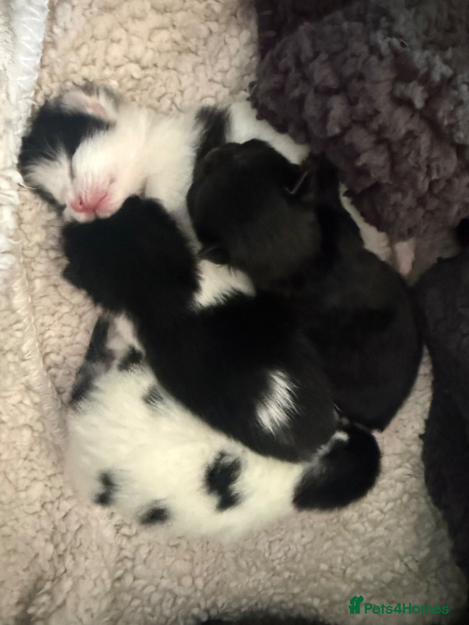 Mixed Breed cats Mix breed kittens  - Advert 1