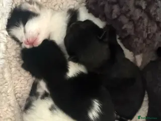 Mixed Breed cats Mix breed kittens - Advert 2