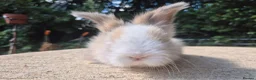 Angora rabbits for sale: 🩷 FULL FACE ANGORA BABIES- PARENTS FROM🇫🇷 - Advert 22