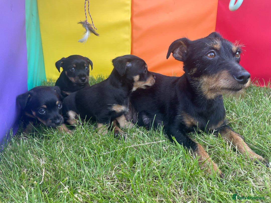 Jack Russell dogs for sale: Black & Tan Jack Russells (small strain) - Image 6