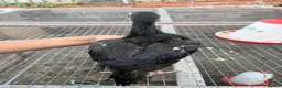 Mixed Breed poultry for sale: BrazillianXGerman O shamo - Advert 15