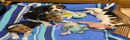 Beagle dogs for sale: Gorgeous KC reg puppies - Advert 31