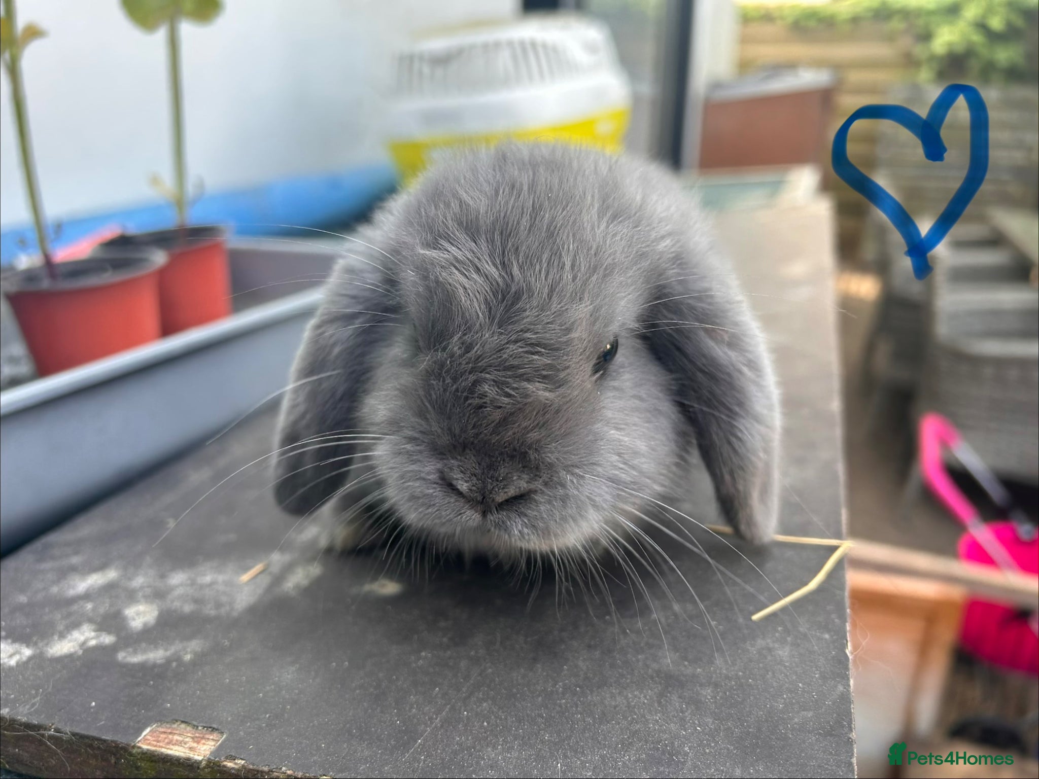 Mini Lop rabbits Two male mini lops ready in June - Advert 2