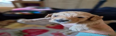 Cockapoo 6