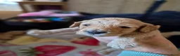 Cockapoo dogs for sale: Cockerpoo puppies  in Grantham - Advert 8