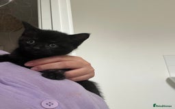 Mixed Breed cats for sale: Bengal Mix- Ready! 4/6 left  - Image 21