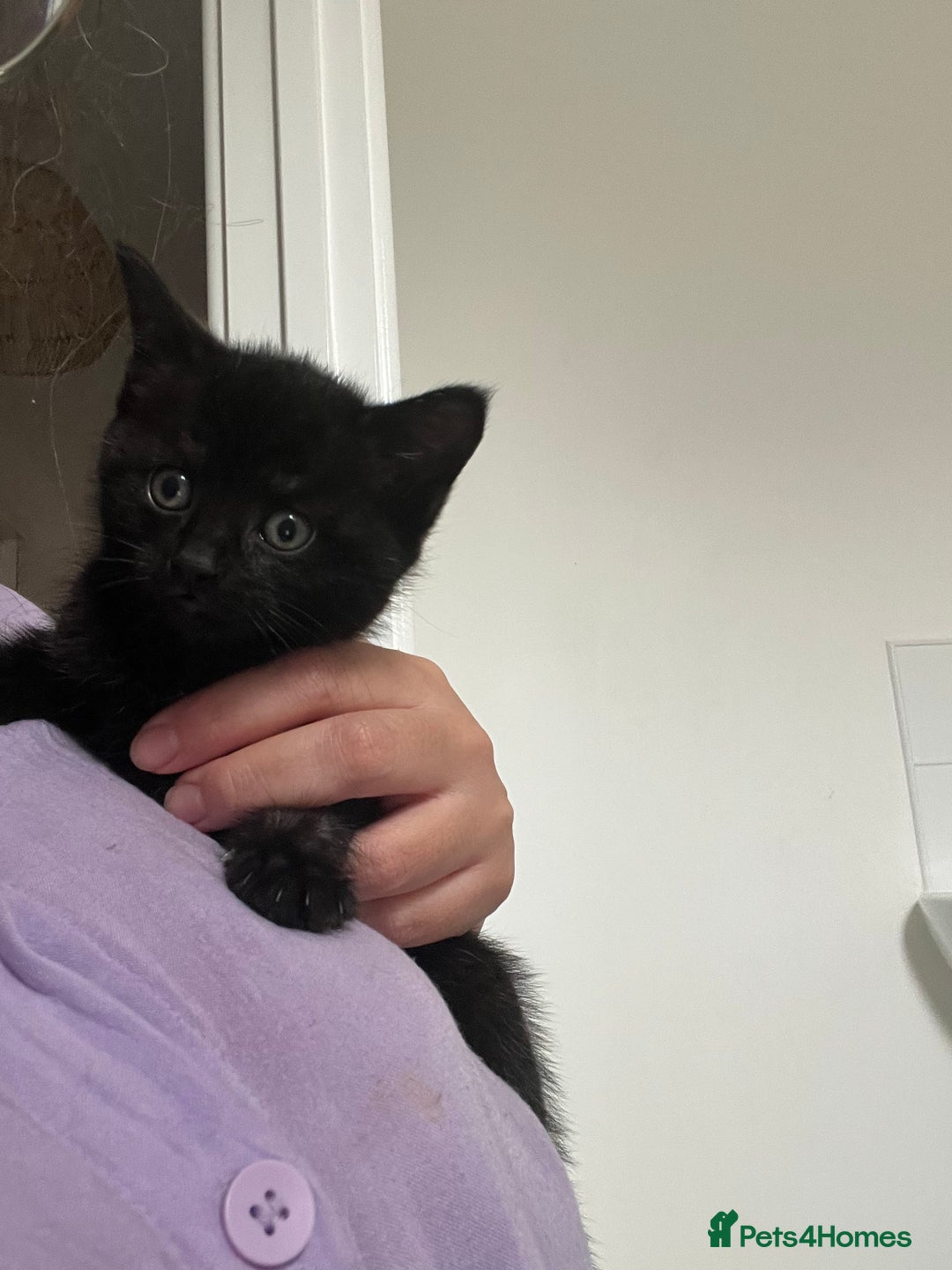 Mixed Breed cats for sale: Bengal Mix- Ready! 4/6 left  - Image 21