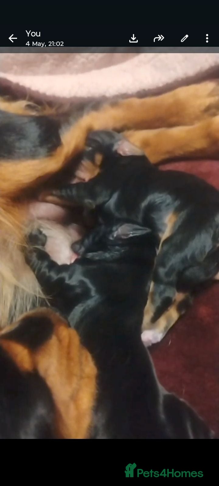 Cocker Spaniel dogs FEMALE COCKER SPANIELS 9 weeks old  - Advert 2