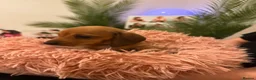 Miniature Dachshund dogs for sale: Miniature Dachshunds - Advert 16