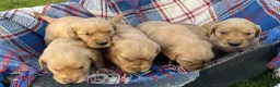 Golden Retriever dogs for sale: Beautiful KC Golden Retriever Puppies - Advert 13