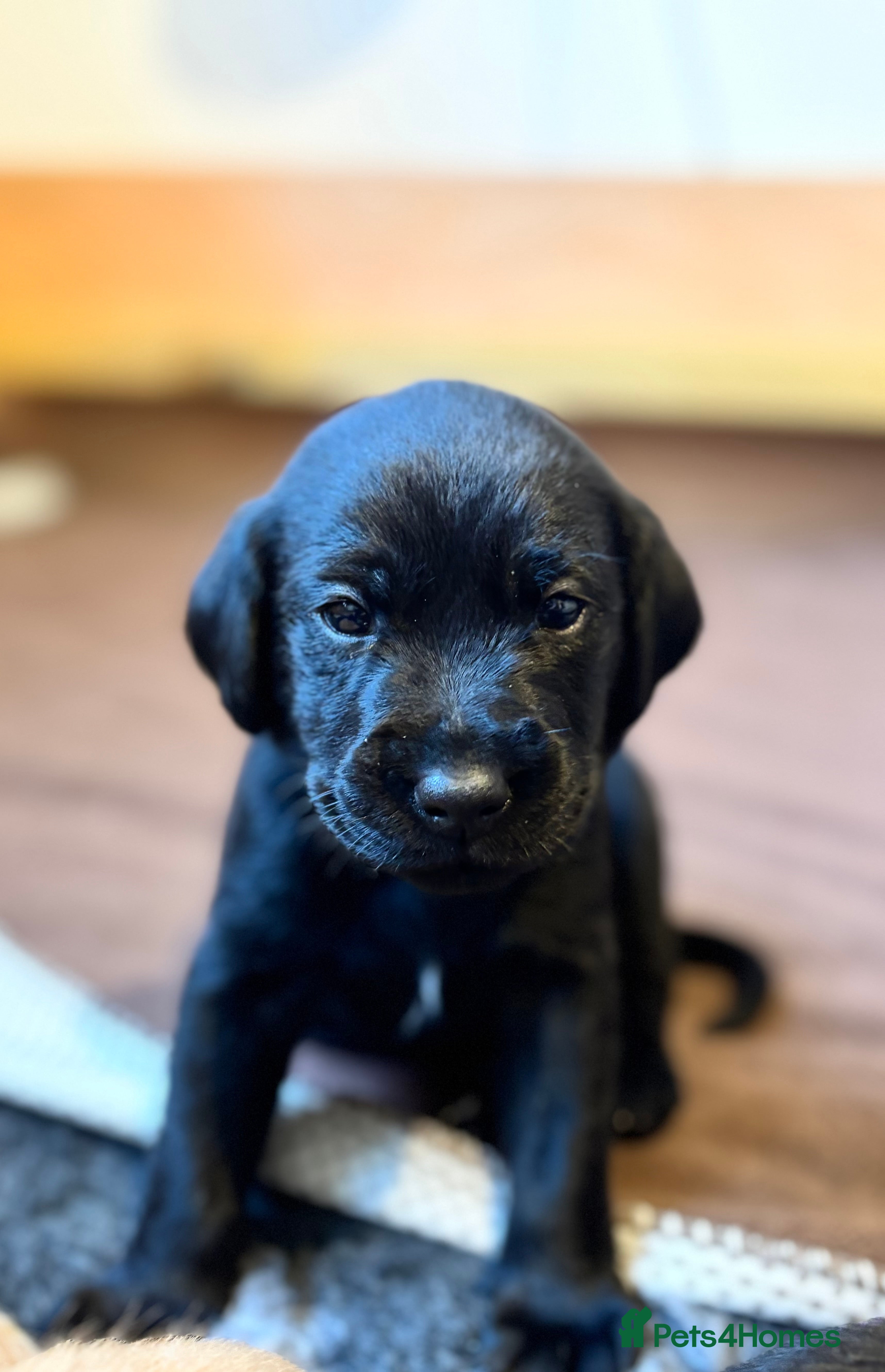 Labrador Retriever dogs 🐾KC Registered Fox Red & Black Labrador Puppies🐾 - Advert 6
