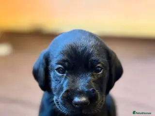 Labrador Retriever dogs 🐾KC Registered Fox Red & Black Labrador Puppies🐾 - Advert 6