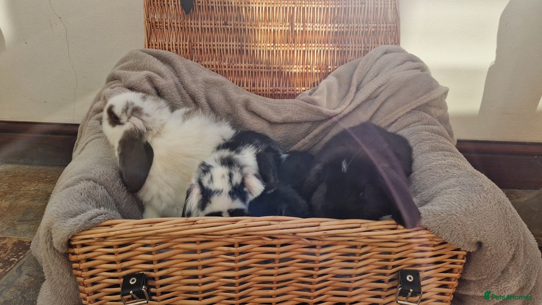Mini Lop rabbits for sale: 4 x mini lop babies for sale - Advert 2