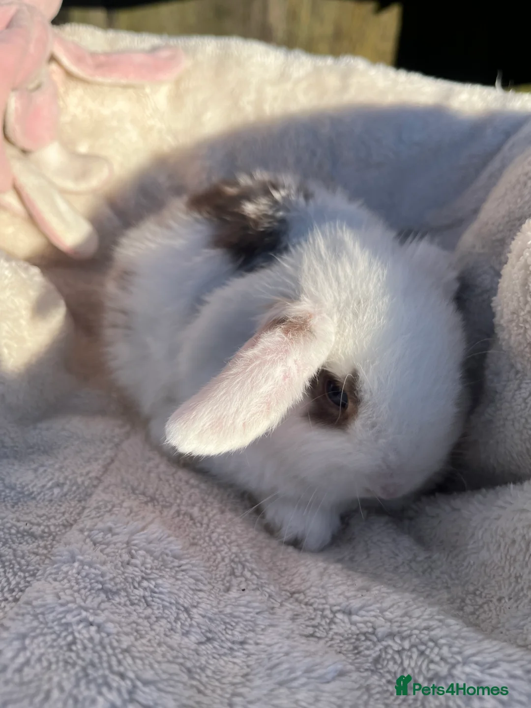 Mini Lop rabbits for sale: Gorgeous mini lops  - Advert 6